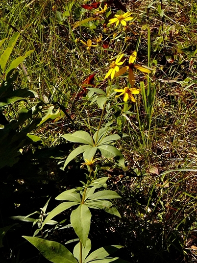 {Coreopsis major}